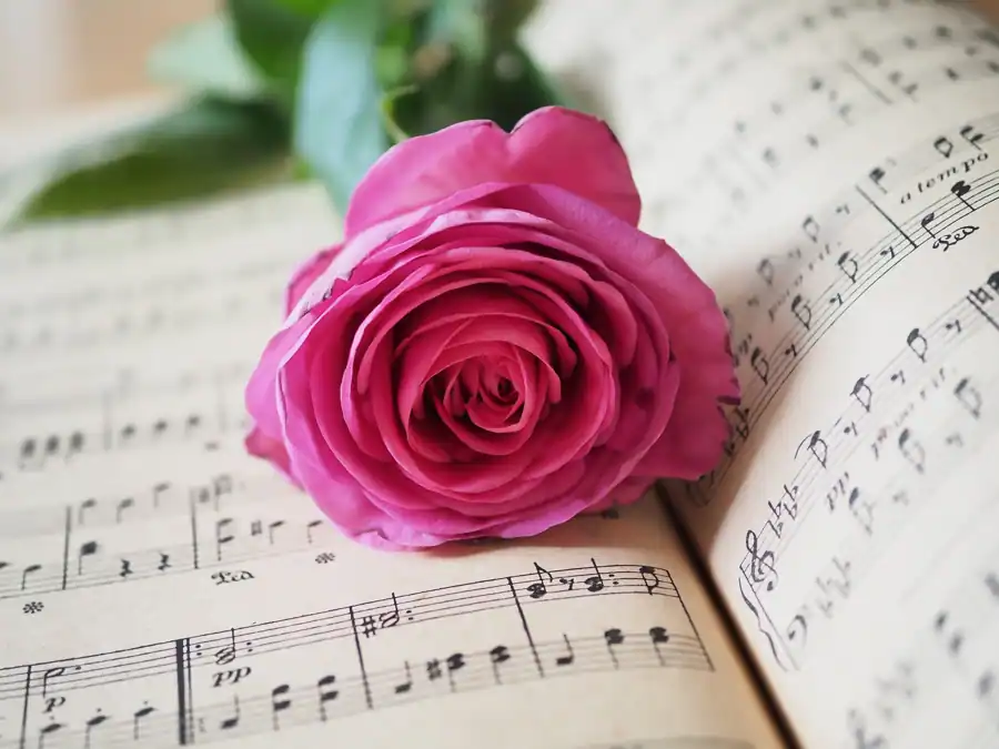 A delicate pink rose rests on a sheet of music, creating a romantic and artistic ambiance.