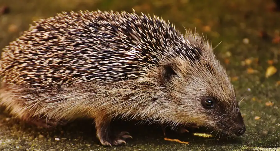 A detailed close-up of a wild European hedgehog with its spiny coat in an outdoor setting.
